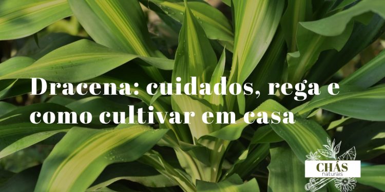dracena marginata com folhas finas e bordas vermelhas no topo de tronco esguio em vaso de interior