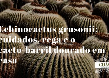 echinocactus grusonii cacto-barril dourado esférico com espinhos amarelos dispostos em costelas simétricas em vaso de terracota