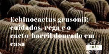 echinocactus grusonii cacto-barril dourado esférico com espinhos amarelos dispostos em costelas simétricas em vaso de terracota