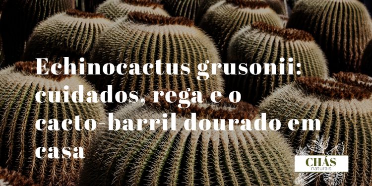 echinocactus grusonii cacto-barril dourado esférico com espinhos amarelos dispostos em costelas simétricas em vaso de terracota
