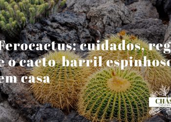 ferocactus wislizeni cacto-barril com espinhos grossos avermelhados em gancho dispostos em costelas dramáticas