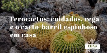 ferocactus wislizeni cacto-barril com espinhos grossos avermelhados em gancho dispostos em costelas dramáticas