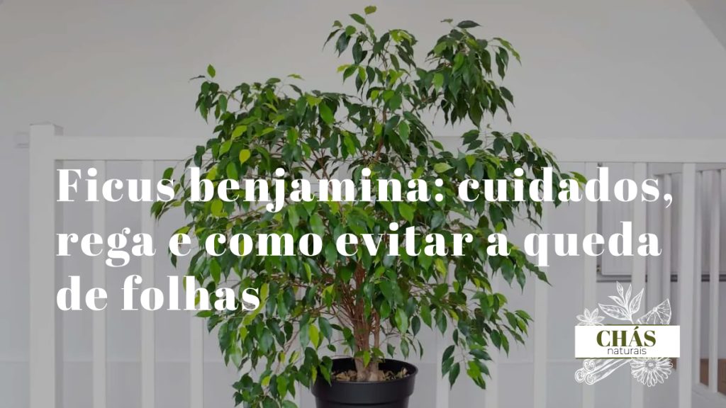 ficus benjamina com copa densa de folhas pequenas ovaladas brilhantes em vaso alto de interior junto a janela