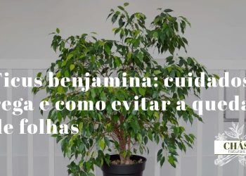 ficus benjamina com copa densa de folhas pequenas ovaladas brilhantes em vaso alto de interior junto a janela