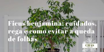 ficus benjamina com copa densa de folhas pequenas ovaladas brilhantes em vaso alto de interior junto a janela