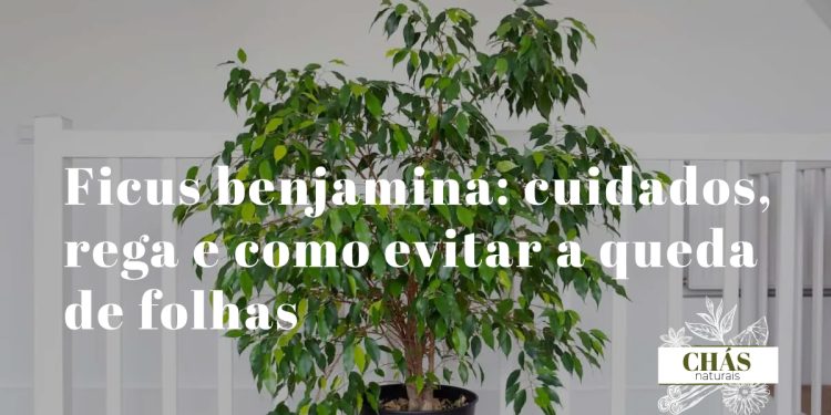 ficus benjamina com copa densa de folhas pequenas ovaladas brilhantes em vaso alto de interior junto a janela