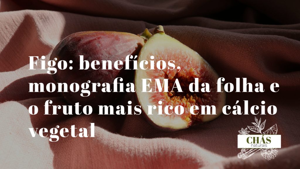 figo benefícios — figos maduros Ficus carica ricos em cálcio vegetal e polifenóis antioxidantes