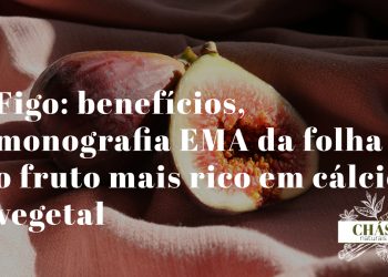 figo benefícios — figos maduros Ficus carica ricos em cálcio vegetal e polifenóis antioxidantes
