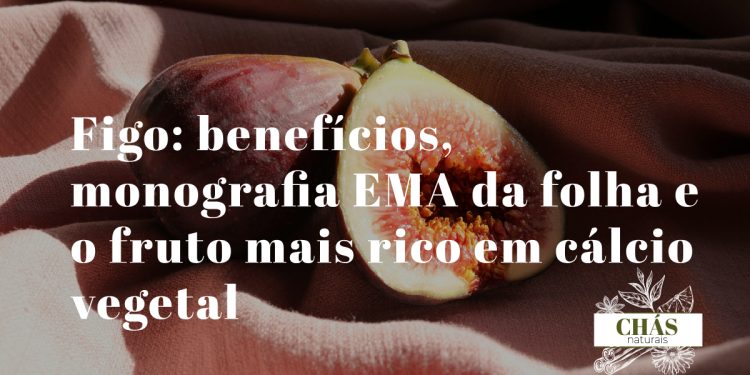 figo benefícios — figos maduros Ficus carica ricos em cálcio vegetal e polifenóis antioxidantes