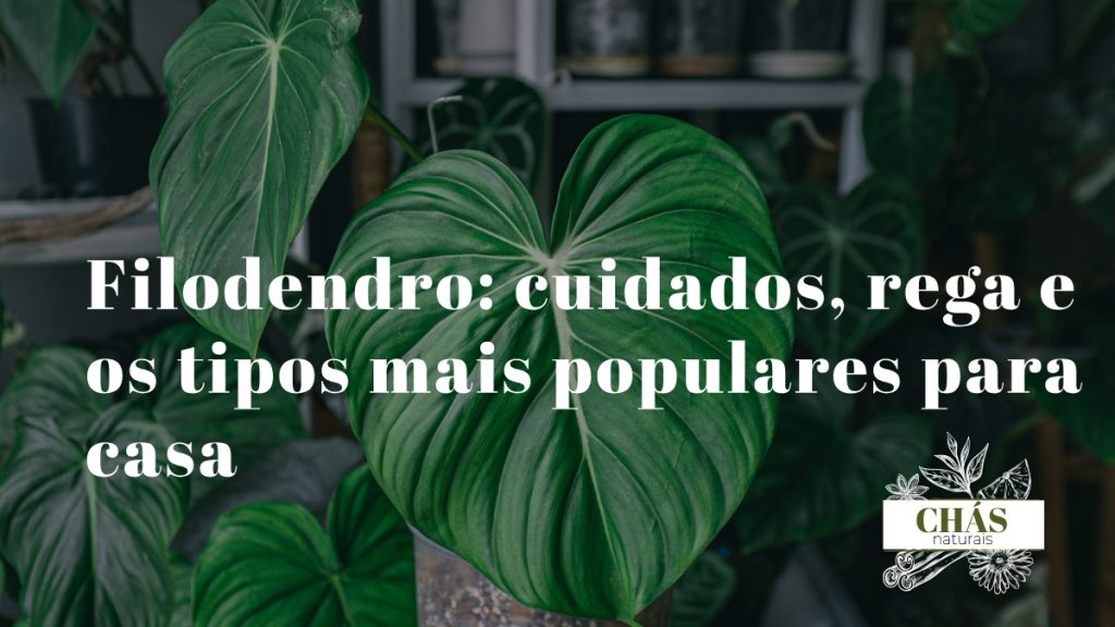 filodendro hederaceum com folhas em coração verde-brilhante em cascata numa prateleira de interior