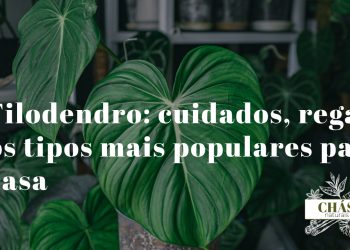filodendro hederaceum com folhas em coração verde-brilhante em cascata numa prateleira de interior