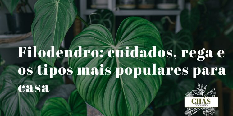 filodendro hederaceum com folhas em coração verde-brilhante em cascata numa prateleira de interior