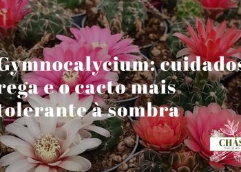 gymnocalycium baldianum com flores vermelhas escarlate abertas sobre corpo verde-acinzentado em vaso pequeno de interior