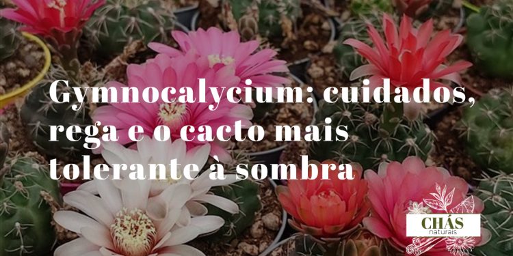 gymnocalycium baldianum com flores vermelhas escarlate abertas sobre corpo verde-acinzentado em vaso pequeno de interior