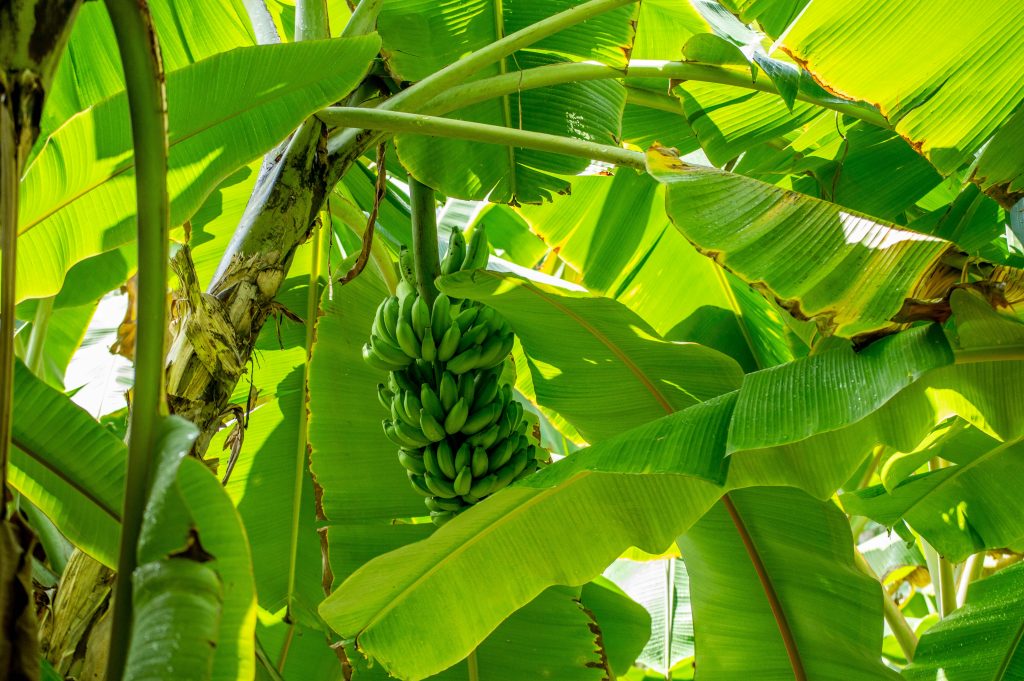 banana benefícios — bananas maduras Musa spp. ricas em potássio e triptofano
