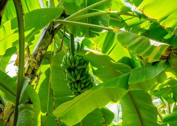 banana benefícios — bananas maduras Musa spp. ricas em potássio e triptofano