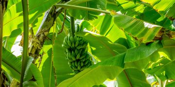 banana benefícios — bananas maduras Musa spp. ricas em potássio e triptofano