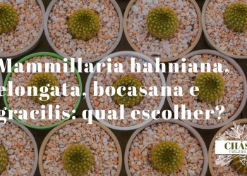 comparação de espécies de mammillaria — hahniana branca esférica, elongata dourada cilíndrica, bocasana e gracilis em vaso conjunto