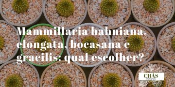 comparação de espécies de mammillaria — hahniana branca esférica, elongata dourada cilíndrica, bocasana e gracilis em vaso conjunto