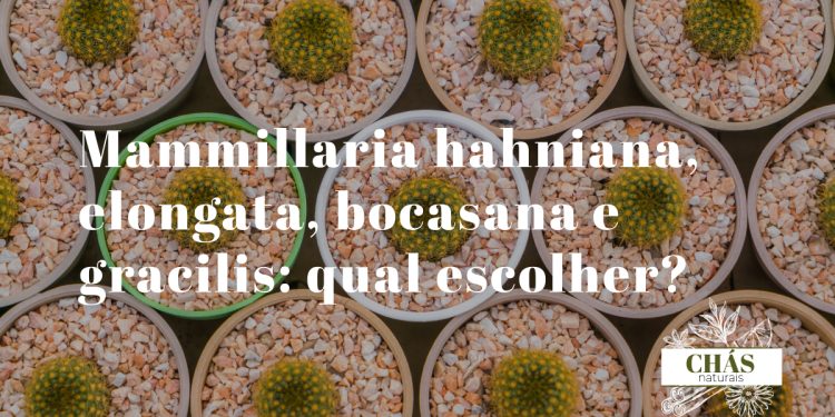 comparação de espécies de mammillaria — hahniana branca esférica, elongata dourada cilíndrica, bocasana e gracilis em vaso conjunto