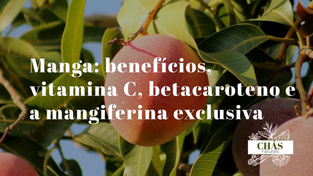 manga-beneficios-mangifera-indica-vitamina-c-betacaroteno-mangiferina
