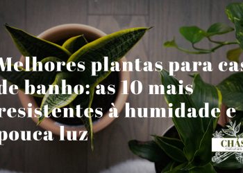 casa de banho decorada com plantas de interior resistentes à humidade como espada-de-são-jorge e pothos