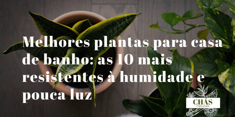 casa de banho decorada com plantas de interior resistentes à humidade como espada-de-são-jorge e pothos