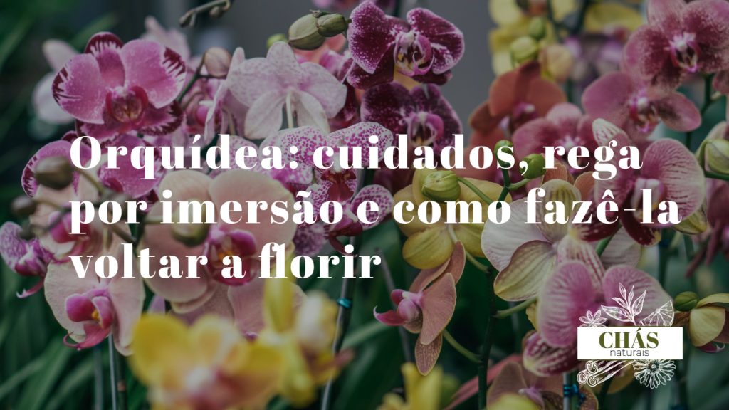 orquídea Phalaenopsis branca em vaso com substrato de casca de pinheiro