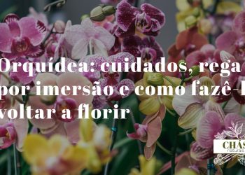 orquídea Phalaenopsis branca em vaso com substrato de casca de pinheiro