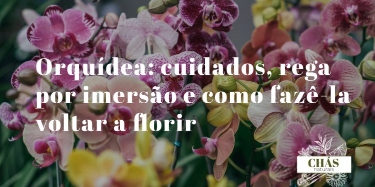 orquídea Phalaenopsis branca em vaso com substrato de casca de pinheiro