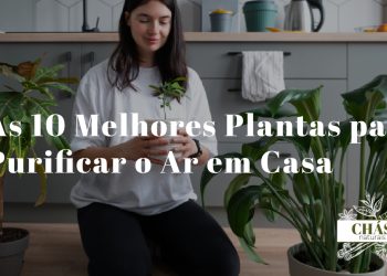 plantas para purificar o ar em casa — espada de São Jorge, areca e lírio da paz numa sala com luz natural