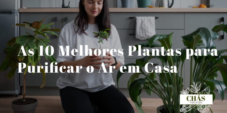 plantas para purificar o ar em casa — espada de São Jorge, areca e lírio da paz numa sala com luz natural