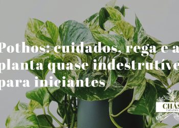 pothos com folhas variegadas verde e amarelo crescendo em cascata