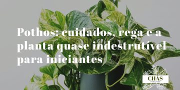 pothos com folhas variegadas verde e amarelo crescendo em cascata