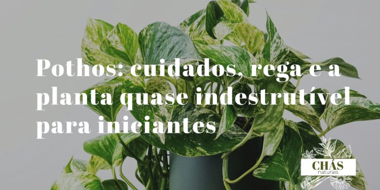 pothos com folhas variegadas verde e amarelo crescendo em cascata