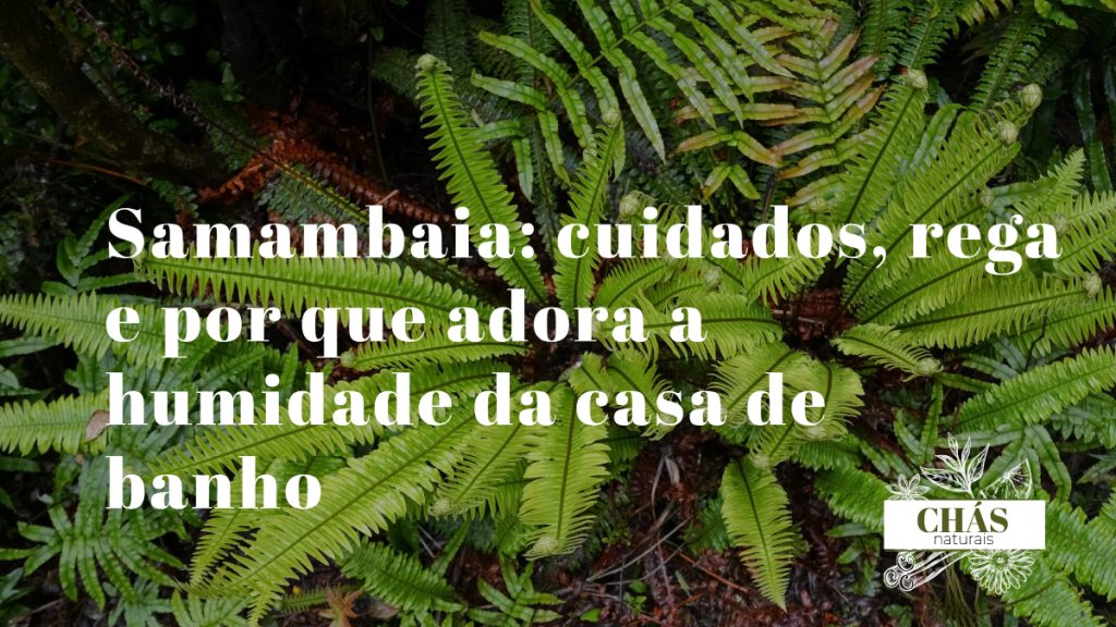 samambaia com folhagem verde exuberante numa casa de banho húmida