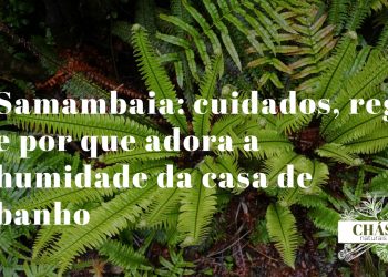 samambaia com folhagem verde exuberante numa casa de banho húmida
