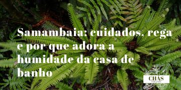 samambaia com folhagem verde exuberante numa casa de banho húmida
