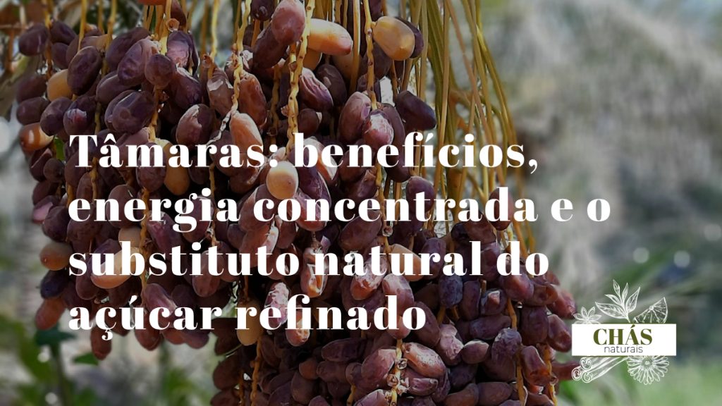 tâmaras benefícios — tâmaras Medjool Phoenix dactylifera ricas em energia natural e fibra