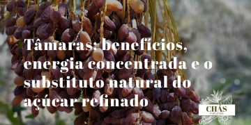 tâmaras benefícios — tâmaras Medjool Phoenix dactylifera ricas em energia natural e fibra