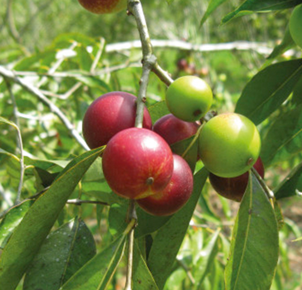 Camu-camu