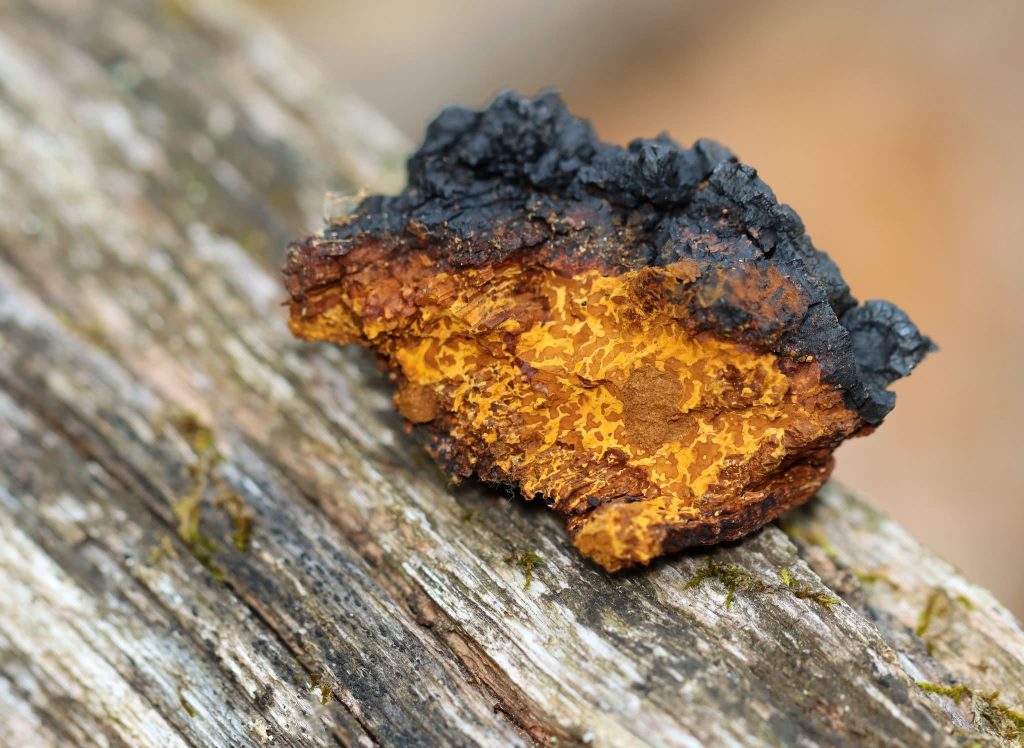 Chaga — o rei dos antioxidantes