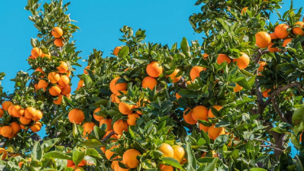 Laranja