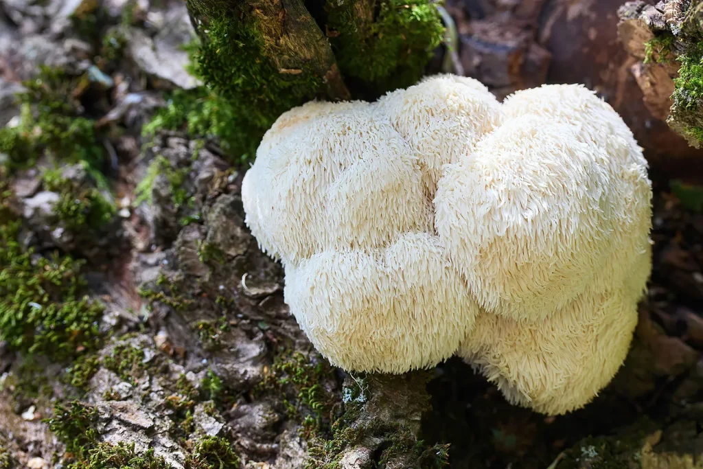 Lion's Mane — o cogumelo do cérebro