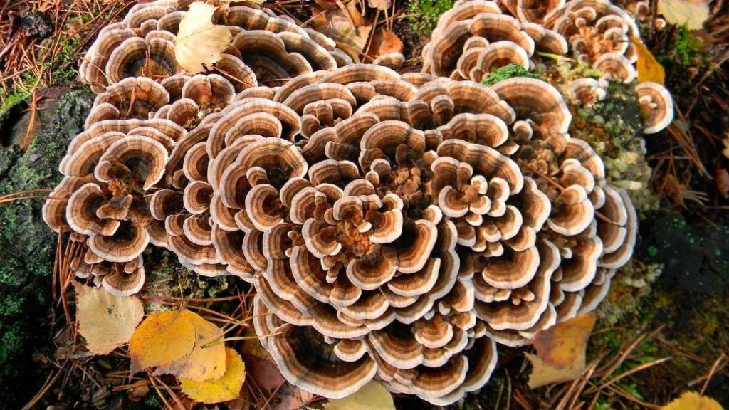 Maitake, wood ear e tremella