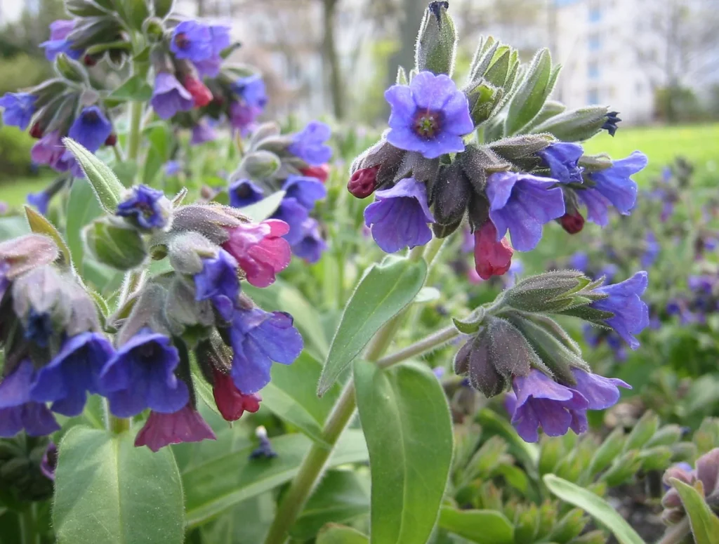 Pulmonária — a planta dos pulmões