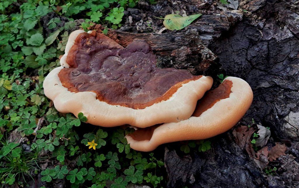 Reishi — o cogumelo da imortalidade