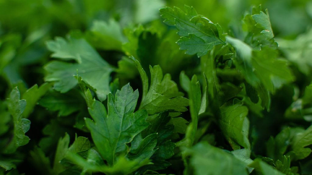 Salsa fresca 