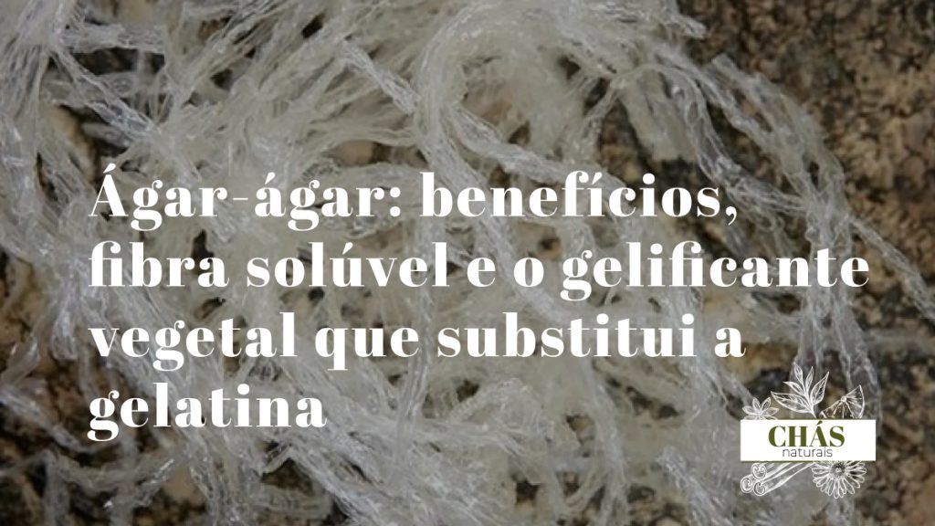 ágar-ágar benefícios — pó de ágar-ágar e gel vegetal transparente formado