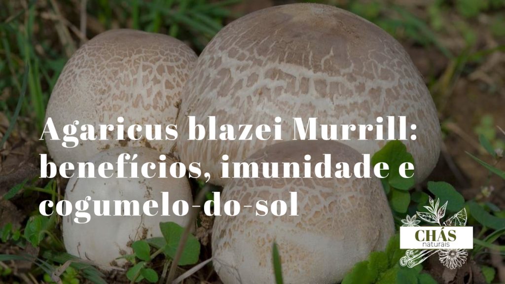 agaricus blazei murrill cogumelo-do-sol fresco com chapéu castanho e lamelas brancas sobre superfície de madeira rústica